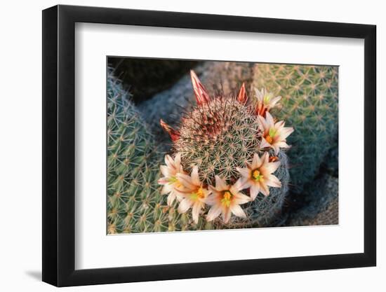 Fishhook Cactus in Bloom, Anza-Borrego Desert State Park, California, Usa-John Barger-Framed Photographic Print