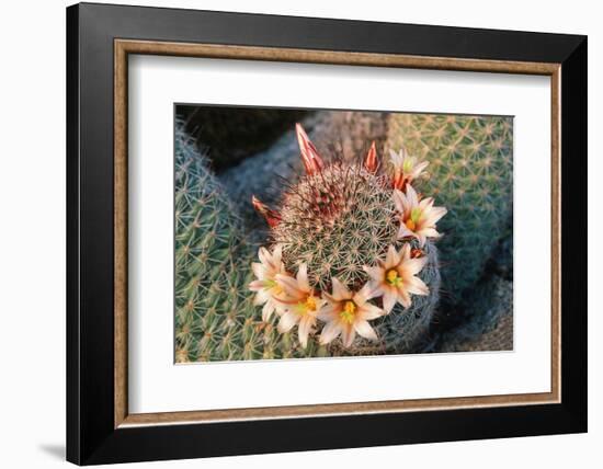 Fishhook Cactus in Bloom, Anza-Borrego Desert State Park, California, Usa-John Barger-Framed Photographic Print