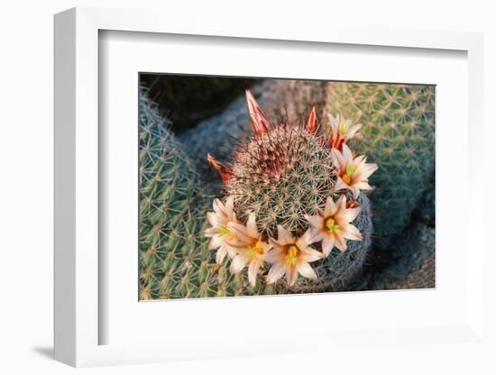 Fishhook Cactus in Bloom, Anza-Borrego Desert State Park, California, Usa-John Barger-Framed Photographic Print