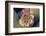 Fishhook Cactus in Bloom, Anza-Borrego Desert State Park, California, Usa-John Barger-Framed Photographic Print