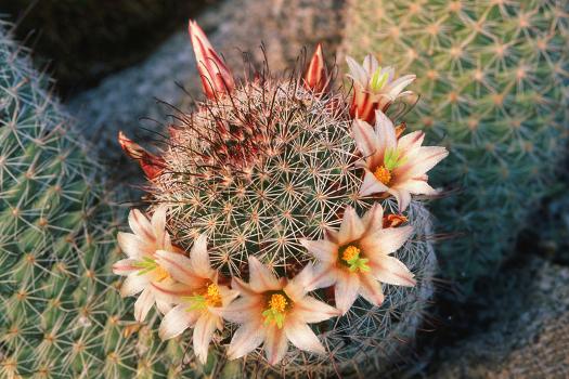 Fishhook Cactus in Bloom, Anza-Borrego Desert State Park, California, Usa'  Photographic Print - John Barger