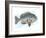 Fishing Bluegill-Matthew Piotrowicz-Framed Art Print