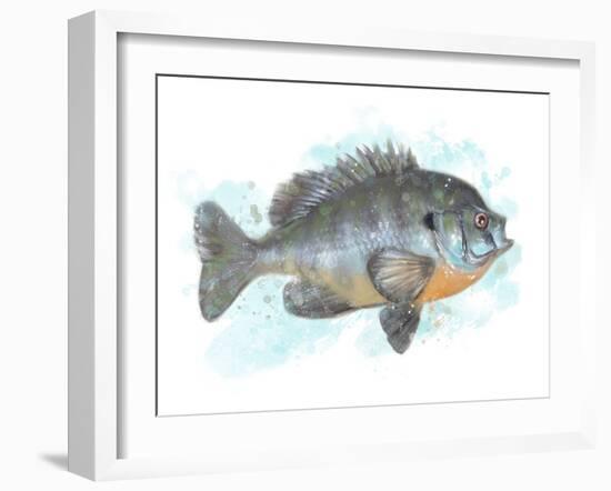 Fishing Bluegill-Matthew Piotrowicz-Framed Art Print