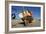 Fishing Boat in the Harbour at Low Tide, St Ives, Cornwall-Peter Thompson-Framed Photographic Print