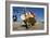 Fishing Boat in the Harbour at Low Tide, St Ives, Cornwall-Peter Thompson-Framed Photographic Print