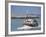 Fishing Boat Returning from Fishing, Deauville, Normandy, France-Guy Thouvenin-Framed Photographic Print