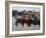 Fishing Boats, Howth Harbour, County Dublin, Republic Ireland, Europe-David Lomax-Framed Photographic Print