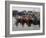 Fishing Boats, Howth Harbour, County Dublin, Republic Ireland, Europe-David Lomax-Framed Photographic Print