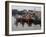 Fishing Boats, Howth Harbour, County Dublin, Republic Ireland, Europe-David Lomax-Framed Photographic Print