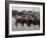 Fishing Boats, Howth Harbour, County Dublin, Republic Ireland, Europe-David Lomax-Framed Photographic Print