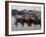 Fishing Boats, Howth Harbour, County Dublin, Republic Ireland, Europe-David Lomax-Framed Photographic Print