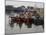 Fishing Boats, Howth Harbour, County Dublin, Republic Ireland, Europe-David Lomax-Mounted Photographic Print