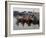 Fishing Boats, Howth Harbour, County Dublin, Republic Ireland, Europe-David Lomax-Framed Photographic Print