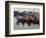 Fishing Boats, Howth Harbour, County Dublin, Republic Ireland, Europe-David Lomax-Framed Photographic Print