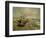 Fishing Boats on the Beach at Saintes-Marie-de-la-Mer, around June 5, 1888-Vincent van Gogh-Framed Giclee Print