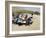 Fishing Boats, Tarrafal, Santiago, Cape Verde Islands, Africa-R H Productions-Framed Photographic Print