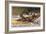 Fishing for Trout in Rapids Canada-Frank Feller-Framed Art Print