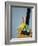 Fishing Hook and Line-David Papazian-Framed Photographic Print