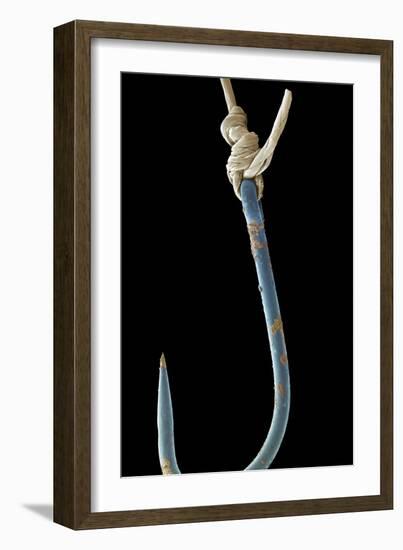 Fishing Hook, SEM-Steve Gschmeissner-Framed Photographic Print