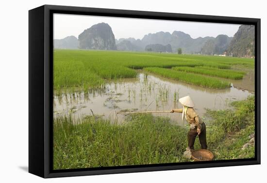Fishing in the Rice Fields, Tam Coc, Ninh Binh Area, Vietnam, Indochina, Southeast Asia, Asia-Bruno Morandi-Framed Premier Image Canvas