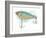 Fishing Lure-Matthew Piotrowicz-Framed Art Print