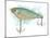 Fishing Lure-Matthew Piotrowicz-Mounted Art Print