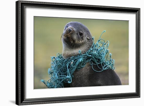 Fishing Net Caught around Fur Seal's Neck-Paul Souders-Framed Photographic Print