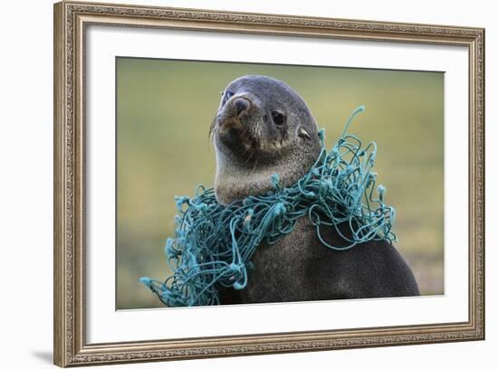 Fishing Net Caught around Fur Seal's Neck-Paul Souders-Framed Photographic Print