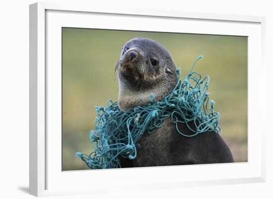 Fishing Net Caught around Fur Seal's Neck-Paul Souders-Framed Photographic Print