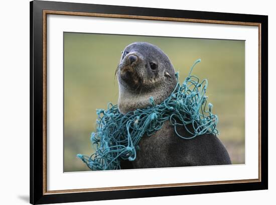 Fishing Net Caught around Fur Seal's Neck-Paul Souders-Framed Photographic Print