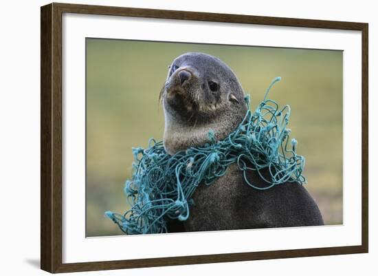 Fishing Net Caught around Fur Seal's Neck-Paul Souders-Framed Photographic Print