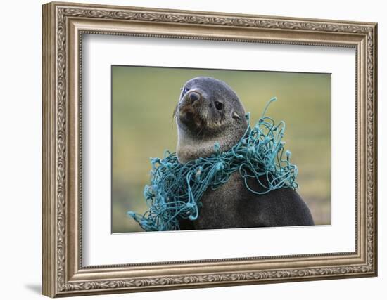 Fishing Net Caught around Fur Seal's Neck-Paul Souders-Framed Photographic Print