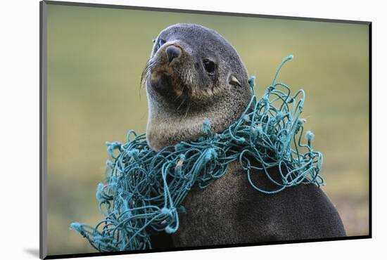 Fishing Net Caught around Fur Seal's Neck-Paul Souders-Mounted Photographic Print