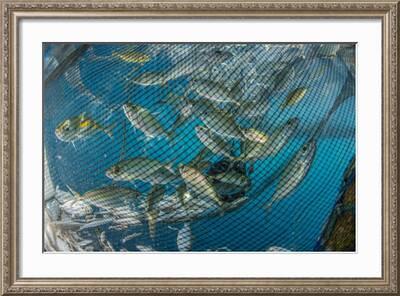 Fishing Net with Silvery and Golden Fish Inside' Photographic Print