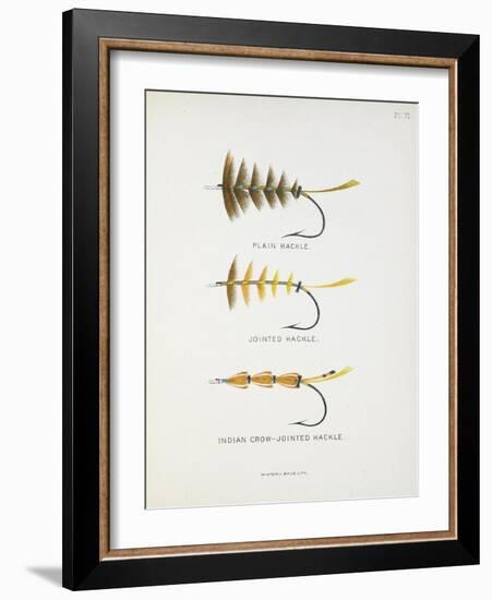 Fishing Tackle: Plain Hackle, Jointed Hackle, Indian Crow-Jointed Hackle-Fraser Sandeman-Framed Giclee Print