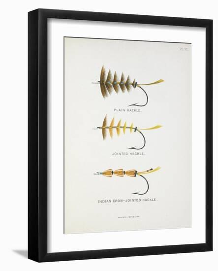 Fishing Tackle: Plain Hackle, Jointed Hackle, Indian Crow-Jointed Hackle-Fraser Sandeman-Framed Giclee Print