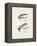 Fishing Tackle-Fraser Sandeman-Framed Premier Image Canvas