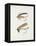 Fishing Tackle-Fraser Sandeman-Framed Premier Image Canvas