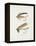 Fishing Tackle-Fraser Sandeman-Framed Premier Image Canvas