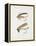 Fishing Tackle-Fraser Sandeman-Framed Premier Image Canvas