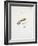 Fishing Tackle-Fraser Sandeman-Framed Giclee Print