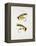 Fishing Tackle-Fraser Sandeman-Framed Premier Image Canvas