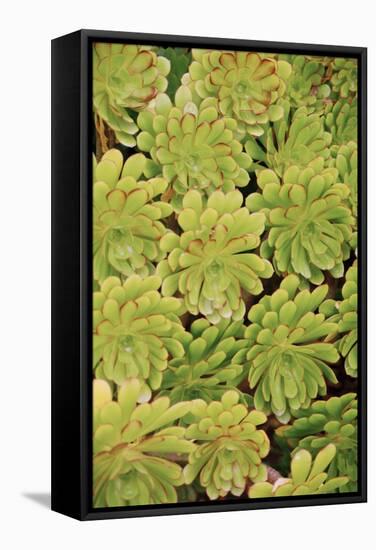 Fisiulera Plants-Cristina-Framed Premier Image Canvas