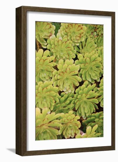 Fisiulera Plants-Cristina-Framed Photographic Print