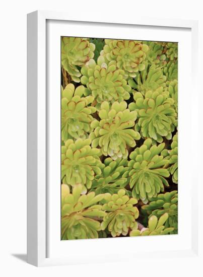 Fisiulera Plants-Cristina-Framed Photographic Print