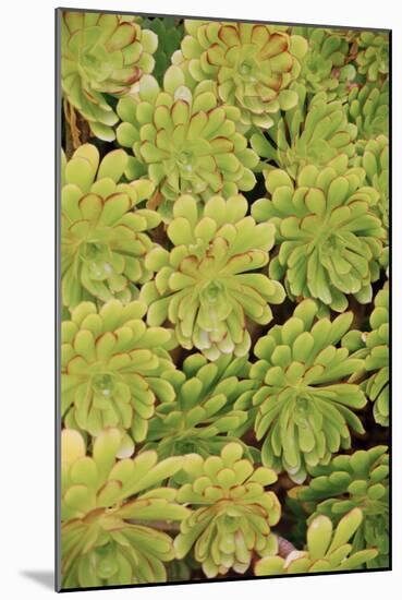 Fisiulera Plants-Cristina-Mounted Photographic Print