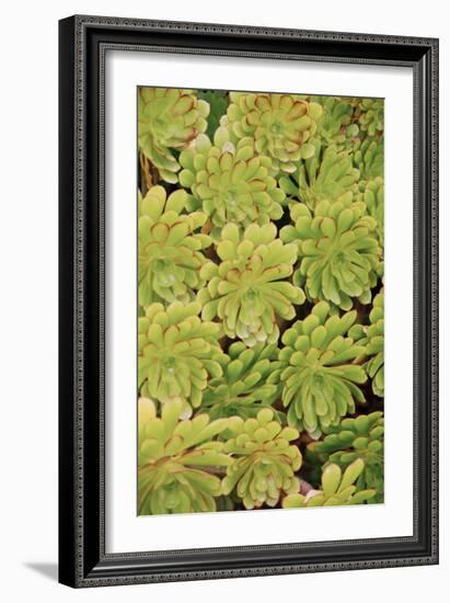 Fisiulera Plants-Cristina-Framed Photographic Print