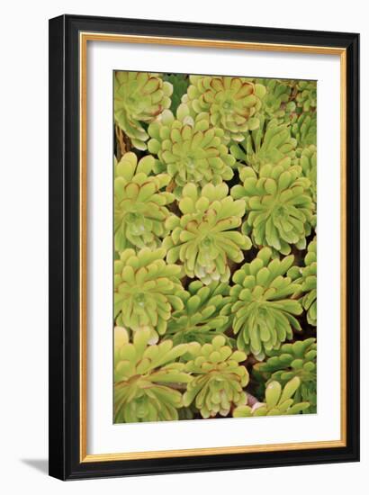 Fisiulera Plants-Cristina-Framed Photographic Print