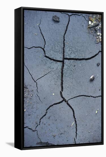 Fissures in the muddy bottom, early summer, close-up-David & Micha Sheldon-Framed Stretched Canvas