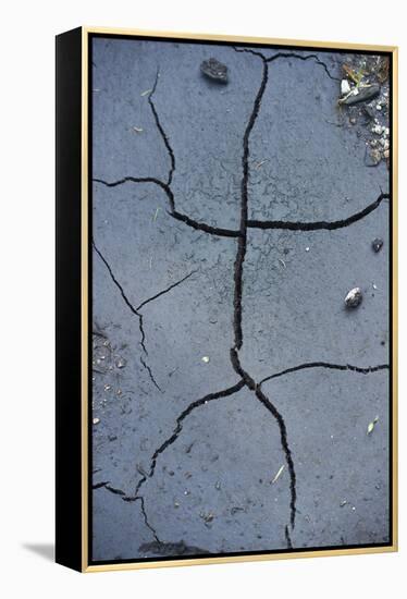 Fissures in the muddy bottom, early summer, close-up-David & Micha Sheldon-Framed Premier Image Canvas